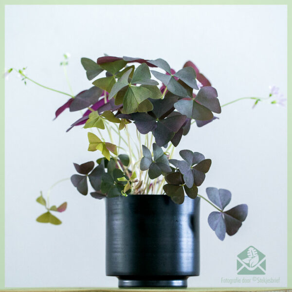 Geluksklaver donker - Oxalis triangularis kopen