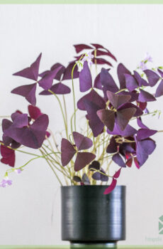 Geluksklaver - Oxalis triangularis Burgundy Wine kopen