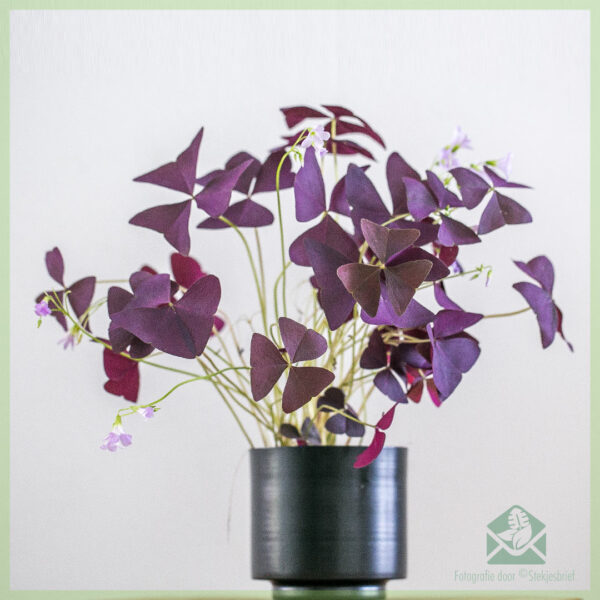 Geluksklaver - Oxalis triangularis Burgundy Wine kopen