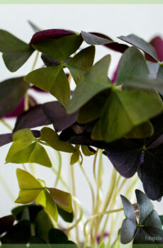 Lucky Clover Dark - Mua Oxalis triangularis