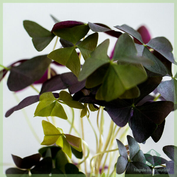 Geluksklaver donker - Oxalis triangularis kopen