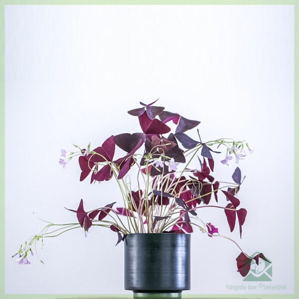 Lucky Trifolium - Oxalis triangularis Vinum Burgundionum emptum