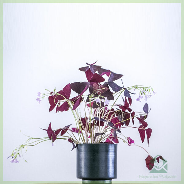 Geluksklaver - Oxalis triangularis Burgundy Wine kopen