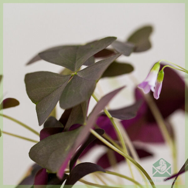 Gelukkige klawer donker - koop Oxalis triangularis