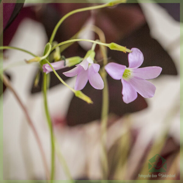 Clover Lucky - Oxalis triangularis Şeraba Burgundy bikirin