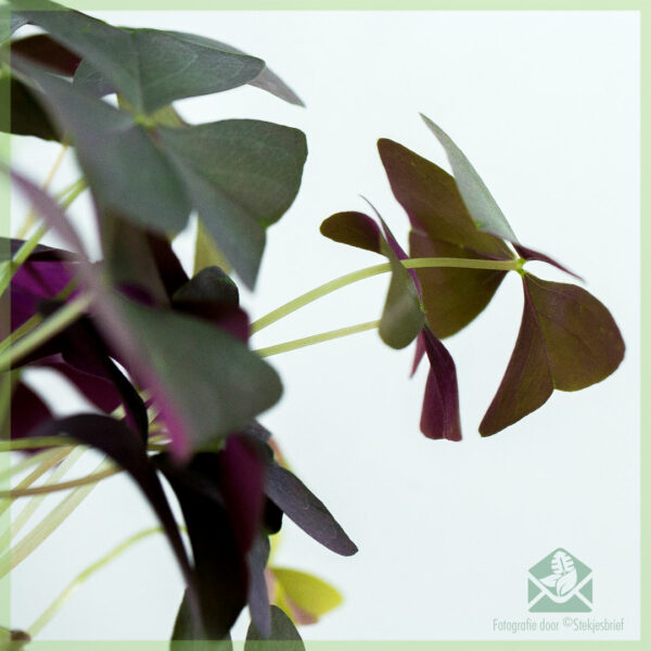 Късметлийка тъмна - купете Oxalis triangularis