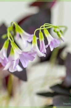 Lucky clover - Oxalis triangularis Burgundy Uaina fa'atau