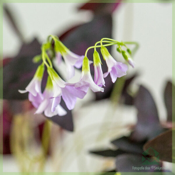 Geluksklaver - Oxalis triangularis Burgundy Wine kopen
