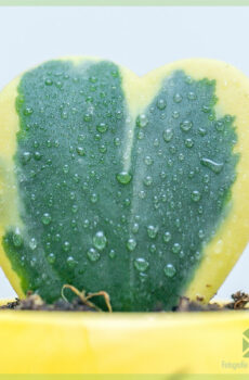 Mésér sareng miara Hoya kerrii heart plant variegata