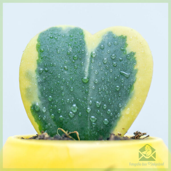 Hoya kerrii हृदय वनस्पती variegata खरेदी आणि काळजी