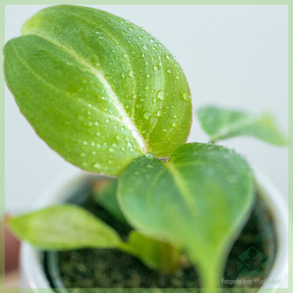 Keapje Philodendron Gloriosum rooted cutting