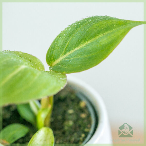 Philodendron Gloriosum geworteld stekje kopen - Afbeelding 3