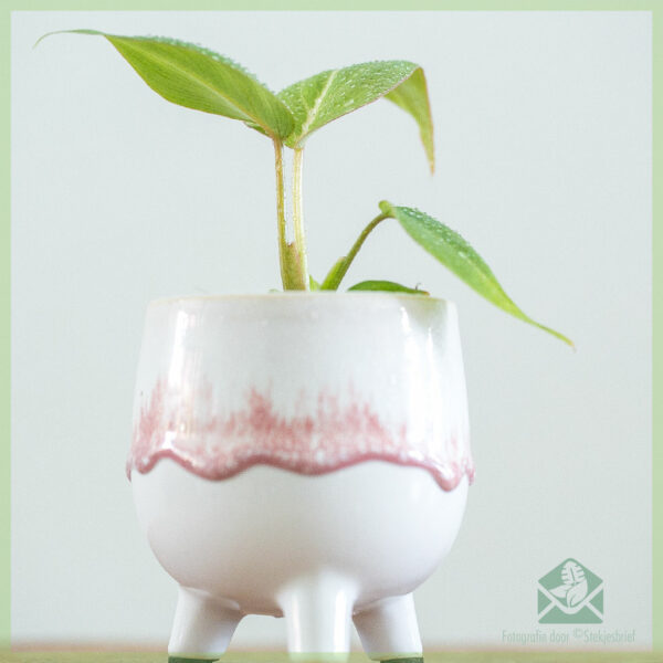 Aĉetu Philodendron Gloriosum radikan tranĉaĵon