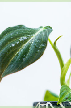 Vásároljon Philodendron Melanochrysum gyökerű babanövényt