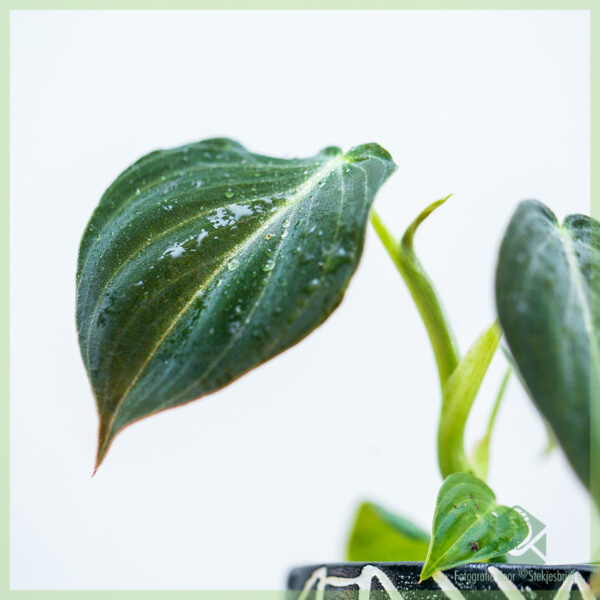 Philodendron Melanochrysum geworteld baby plantje kopen