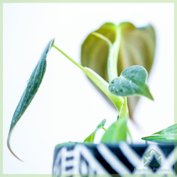 Achte Philodendron Melanochrysum rasin ti bebe plant