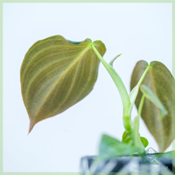 Achte Philodendron Melanochrysum rasin ti bebe plant