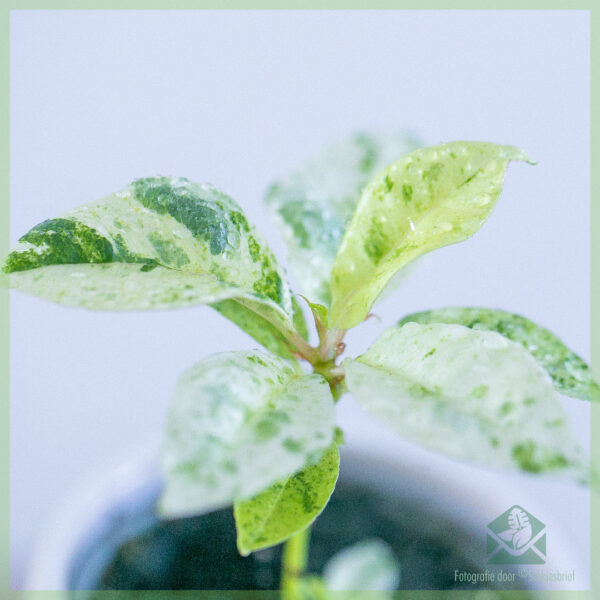 Купете каучуково растение Ficus Elastica Schrijveriana baby plant