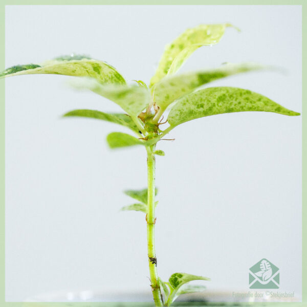 Pirkite guminį augalą Ficus Elastica Schrijveriana kūdikio augalą