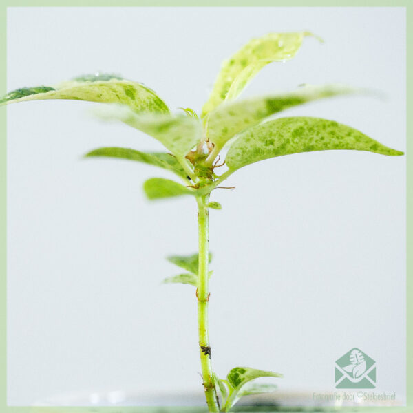 Rubberplant Ficus Elastica Schrijveriana babyplant kopen