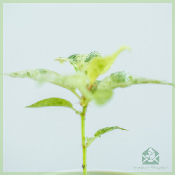 Pirkite guminį augalą Ficus Elastica Schrijveriana kūdikio augalą