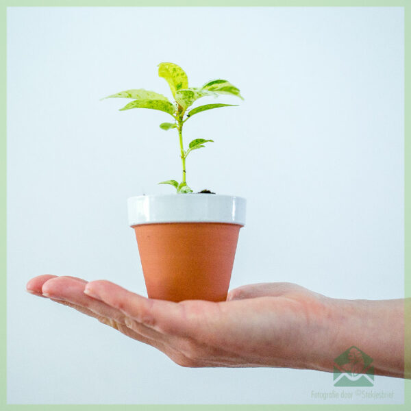 Rubberplant Ficus Elastica Schrijveriana babyplant kopen
