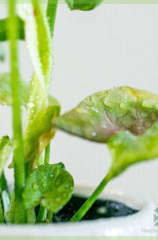 Syngonium Milk Confetti gewortelde stekje kopen