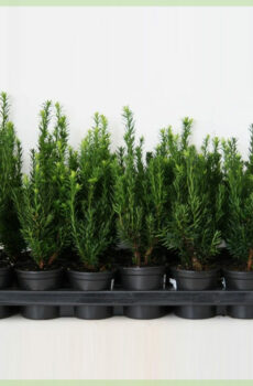 Taxus media hillii pot 9 cm kopen
