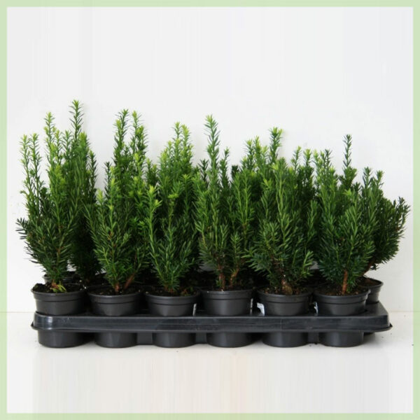 Taxus media hillii pot 9 cm kopen