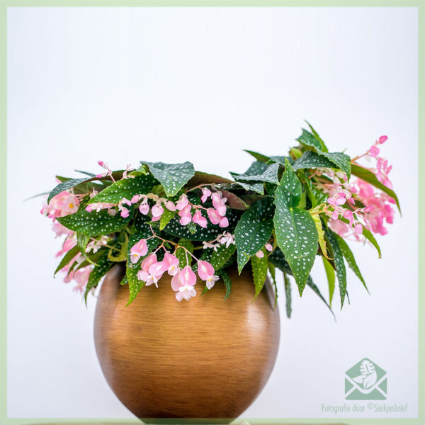 Begonia cane hotspot kopen en verzorgen