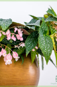 Купете и се грижите за Begonia cane hotspot