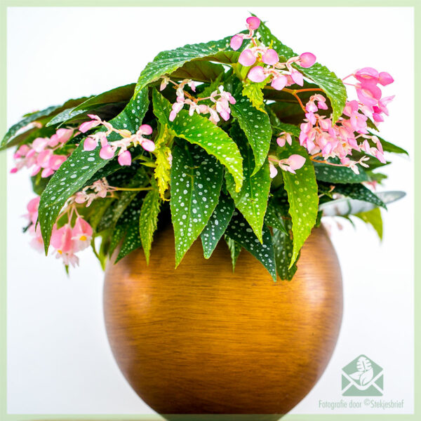 Begonia cane hotspot kopen en verzorgen