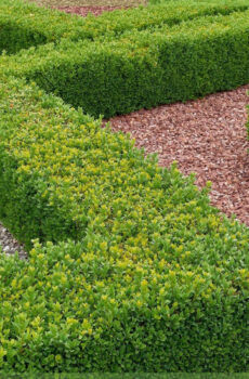 Buxus sempervirens பானை 9 செ.மீ உயரம் 17 செ.மீ