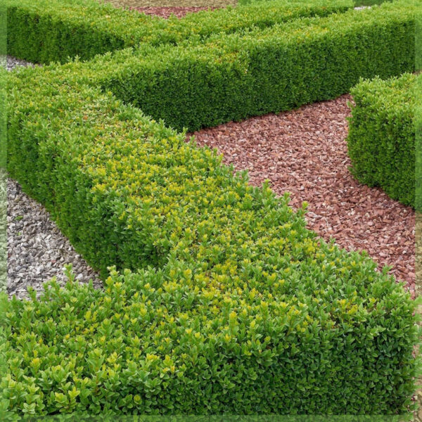 Buxus sempervirens pot 9 cm hoogte 17 cm kopen