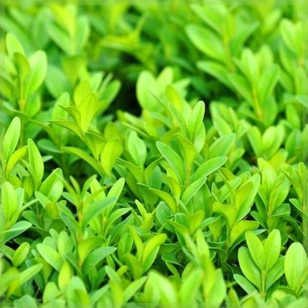 Buxus sempervirens pot 9 cm hoogte 17 cm kopen