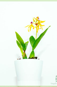 Encyclia Octopussy Orchidee kopen en verzorgen