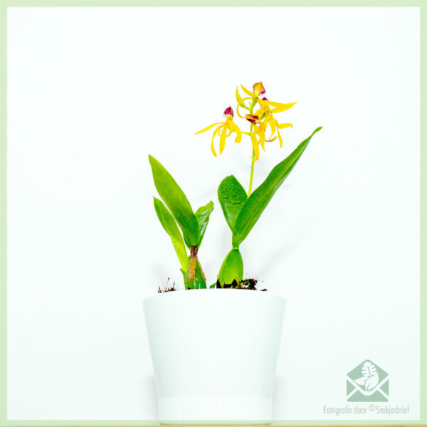 Encyclia Octopussy Orchidee kopen en verzorgen