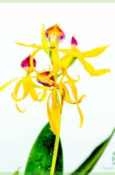 Tuku lan ngrawat Encyclia Octopussy Orchid