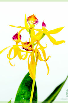 Kirîn û lênihêrîna Encyclia Octopussy Orchid