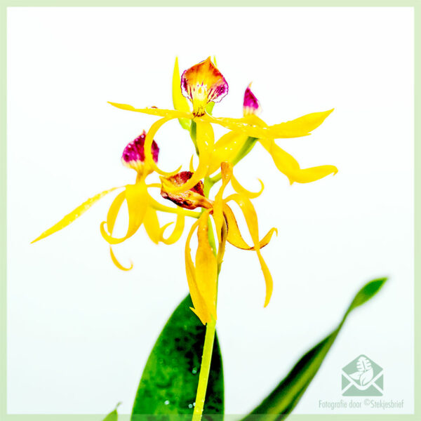 Fividianana sy fikarakarana Encyclia Octopussy Orchid