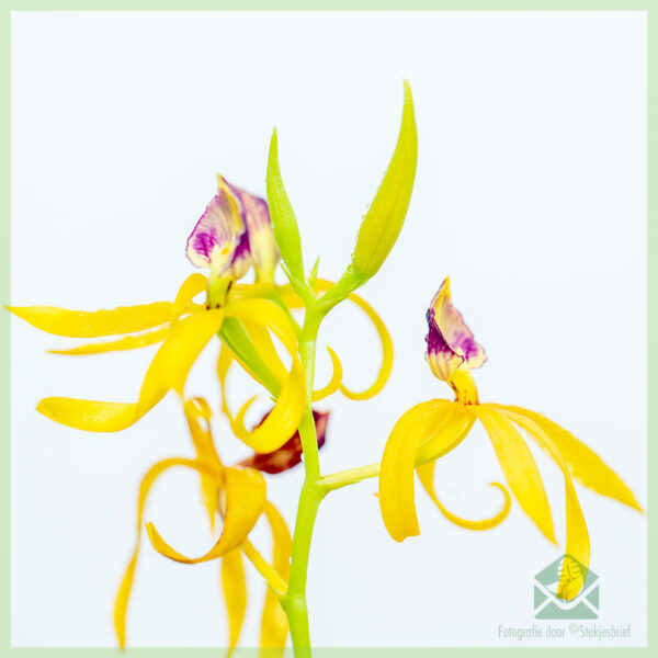 Fividianana sy fikarakarana Encyclia Octopussy Orchid