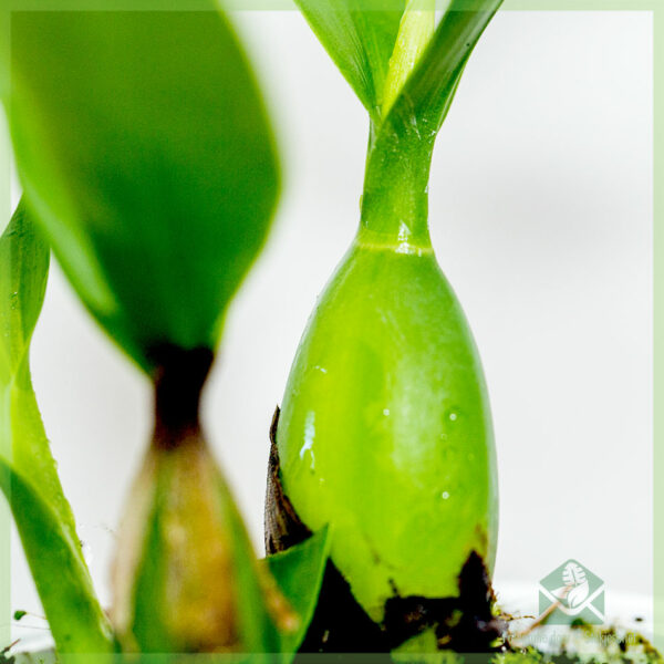 Encyclia Octopussy Orchidee kopen en verzorgen