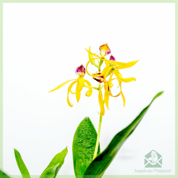 Fividianana sy fikarakarana Encyclia Octopussy Orchid