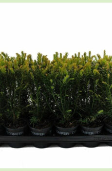 Taxus media Greenland pot 9 cm - tanduran pager - tuku