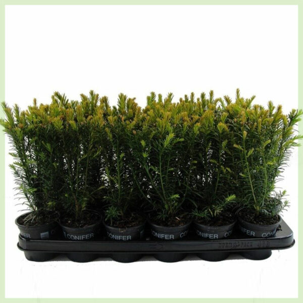 Taxus media Groenland tenxhere 9 cm - bimë gardh - blej