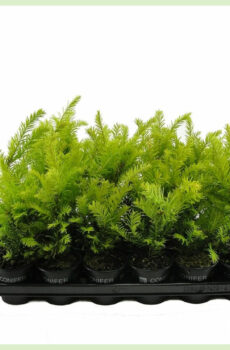 Taxus baccata Semperaurea pot 9 cm kopen