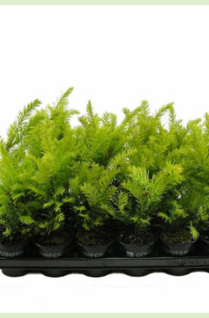 Osta Taxus baccata Semperaurea ruukku 9 cm