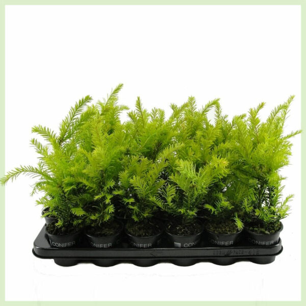 Prodám Taxus baccata Semperaurea květináč 9 cm