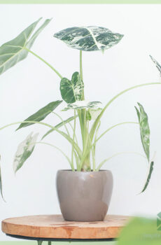 Alocasia Frydek Variegata Divan ostaminen ja hoito