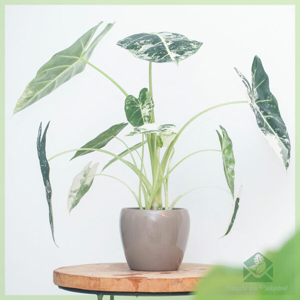 Kirîn û lênihêrîna Alocasia Frydek Variegata Diva